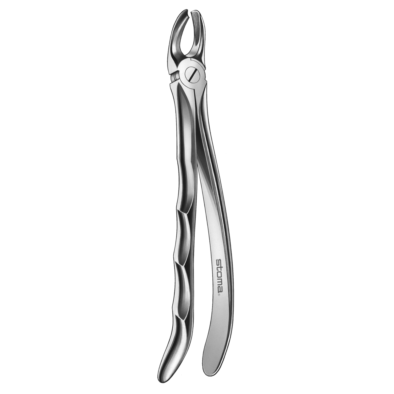 Davier molaires supérieures, droite, fig. 17, Fifo